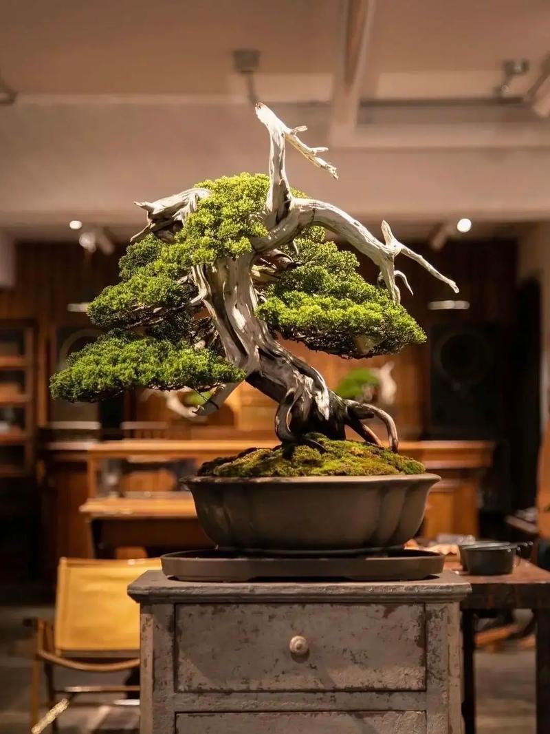 狂热的战斗里番