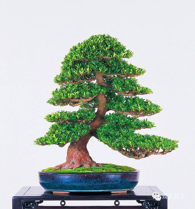 内个胸 内个胸内个胸内个胸