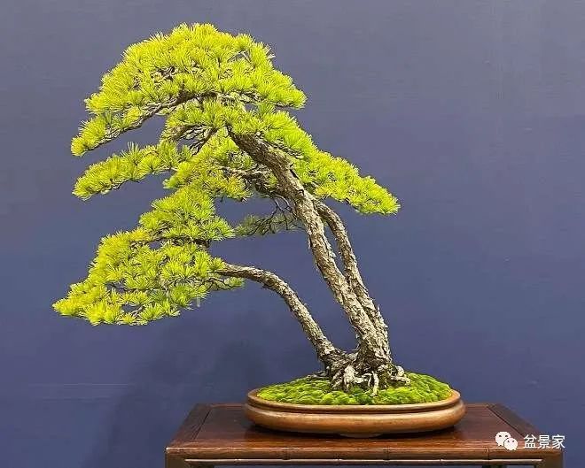 乐趣视频 主打音乐视频和可视化播放