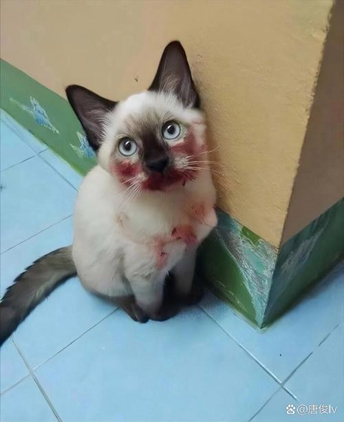 野花社区观看免费视频6