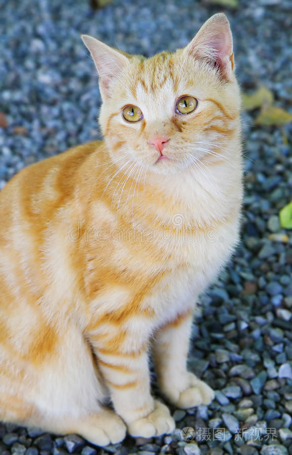 亚洲 综合 欧美在线视频