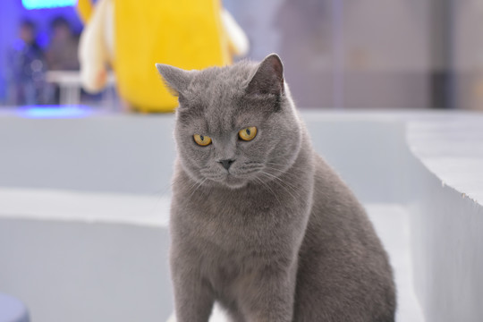 17吃瓜每日大赛，吃瓜每日大赛在线播放