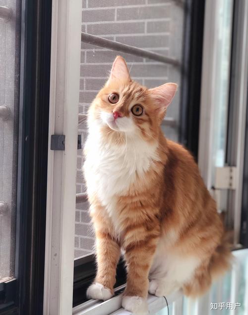 s8在线视频 或海外的线视频HBO Max等