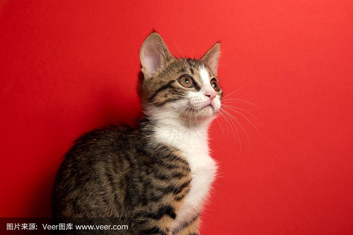 在线观看国产精品第一区免费