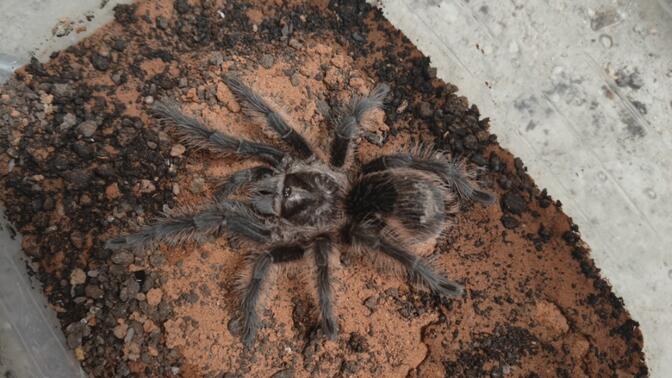 花式大瓜图片 大瓜分类检索逻辑直接