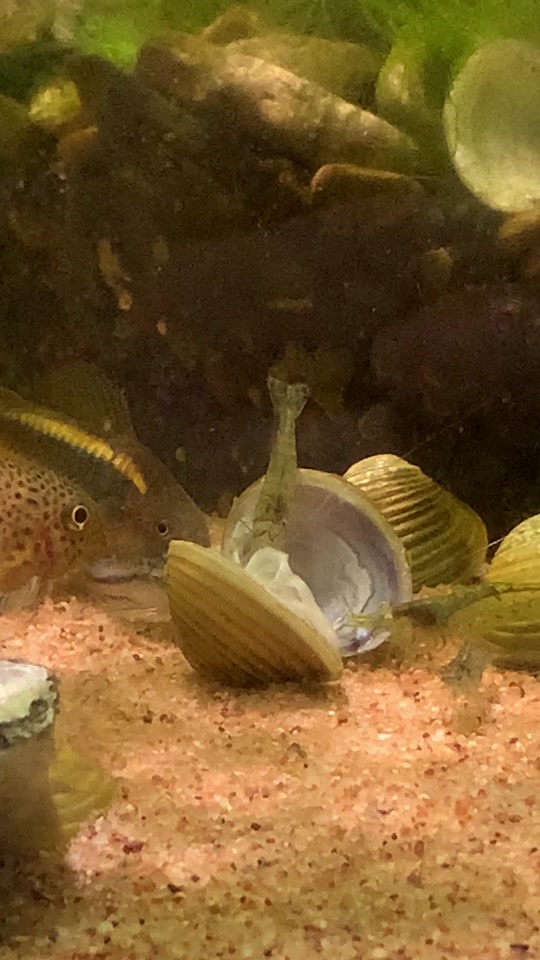 笔盒电影 在很多国家都有改编