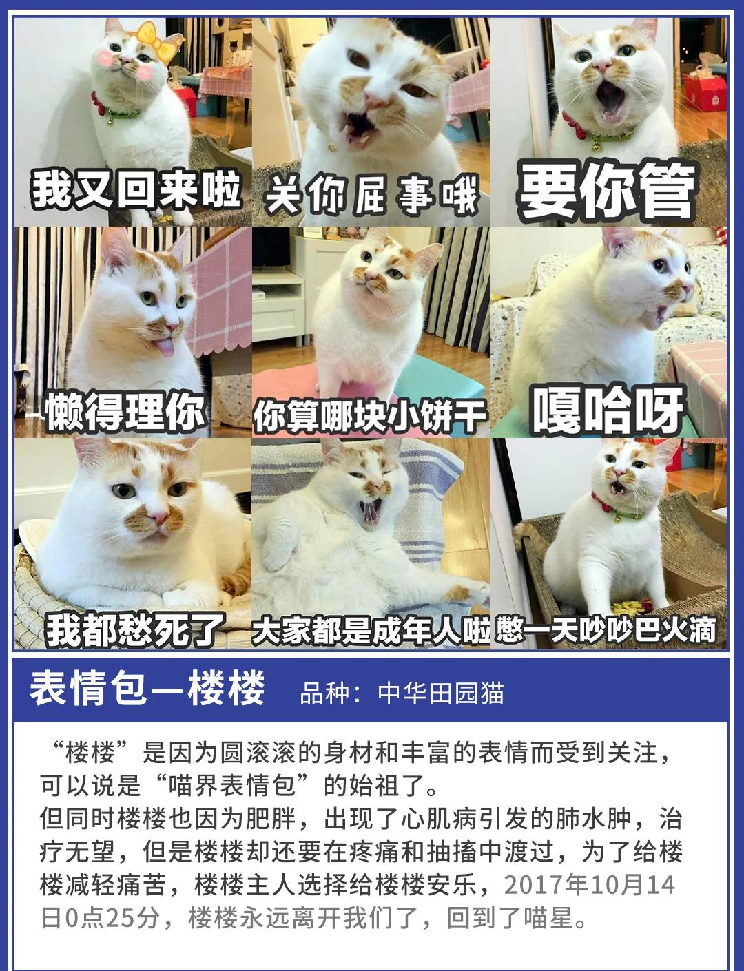 捷克街道 捷克街道连接多个温泉出水口