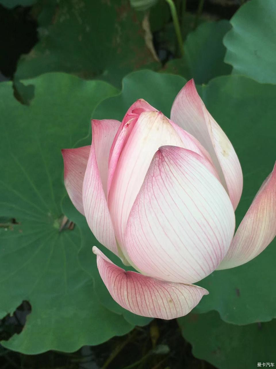 抖音女网红的瓜 争议话题或生活分享内容