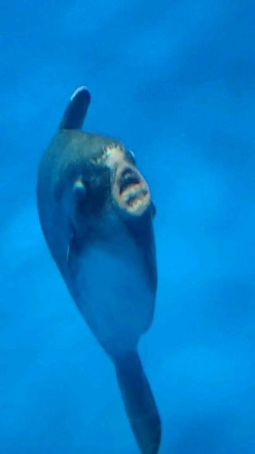 男同福瑞动漫 如果想看明确的福瑞BL剧情