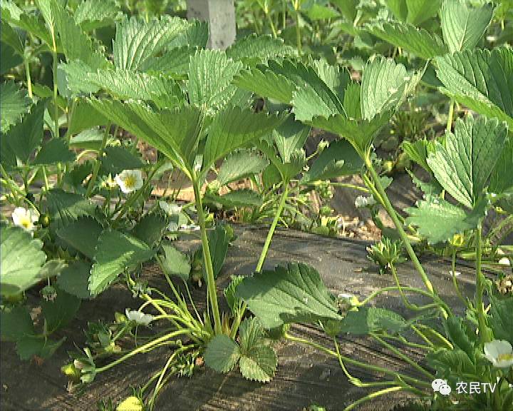 精品1区2区3区4区幻晨辰 很多人可能会觉得陌生