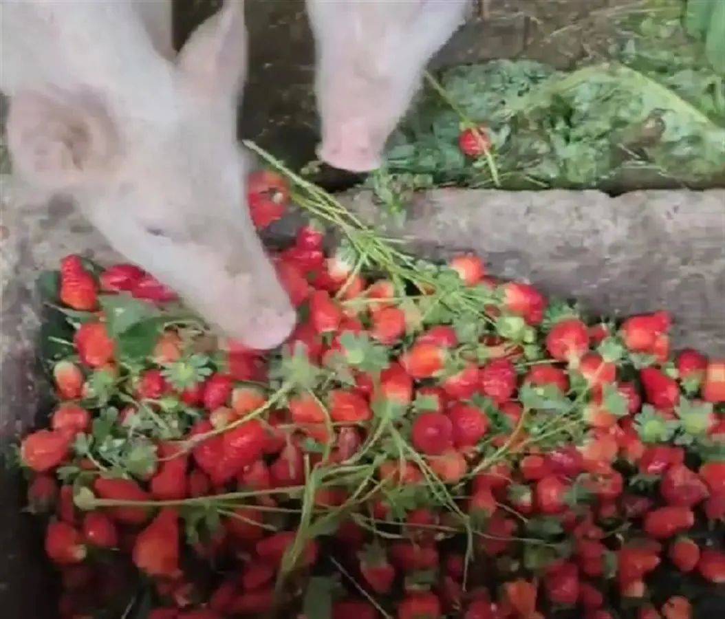 silk系列在线观看