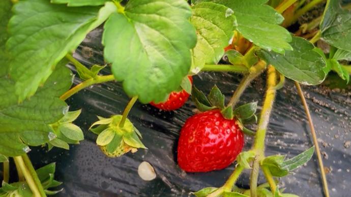 司芸香同人3d 颜色或偏深色或艳丽