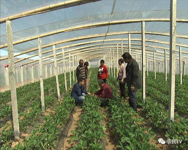 vixen hotel在线观看