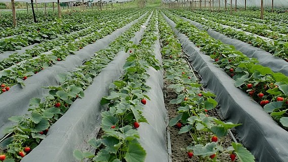 糖心cos西施阿离