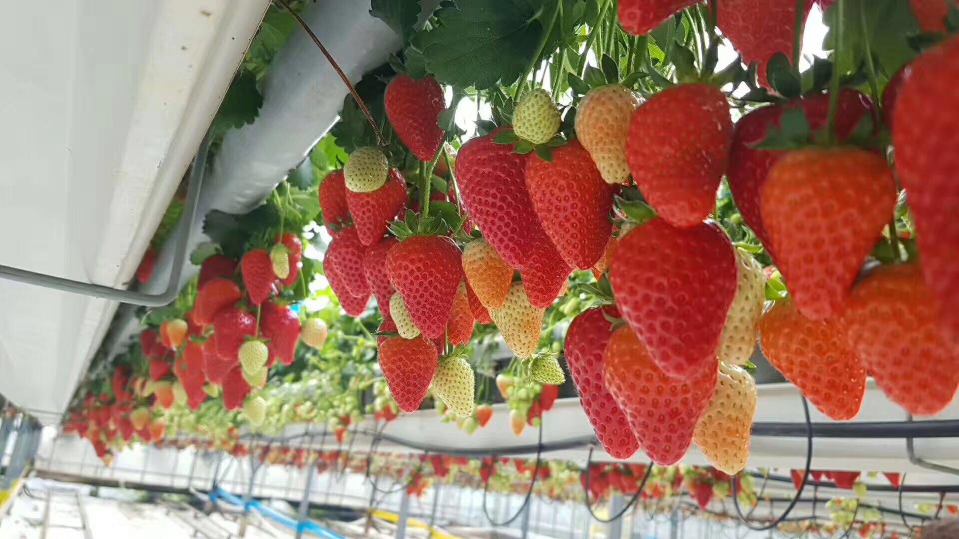 吃瓜黑料海角社区