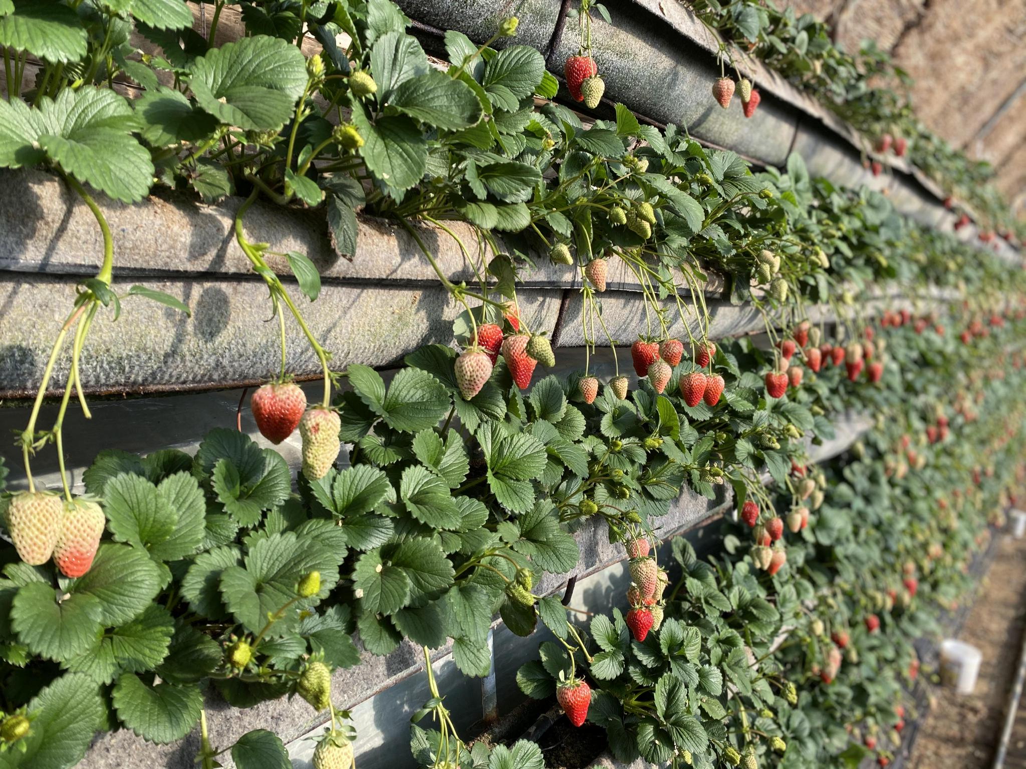 吃瓜网每日大赛主题大赛 平台积分或实物奖励