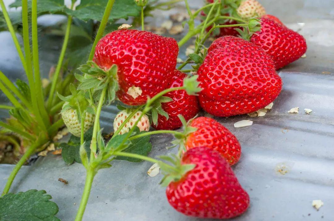 taihou里番 您提到的“taihou”和“里番”