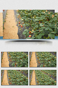 韩国crystal 在Kep1er的韩国粉丝社区中