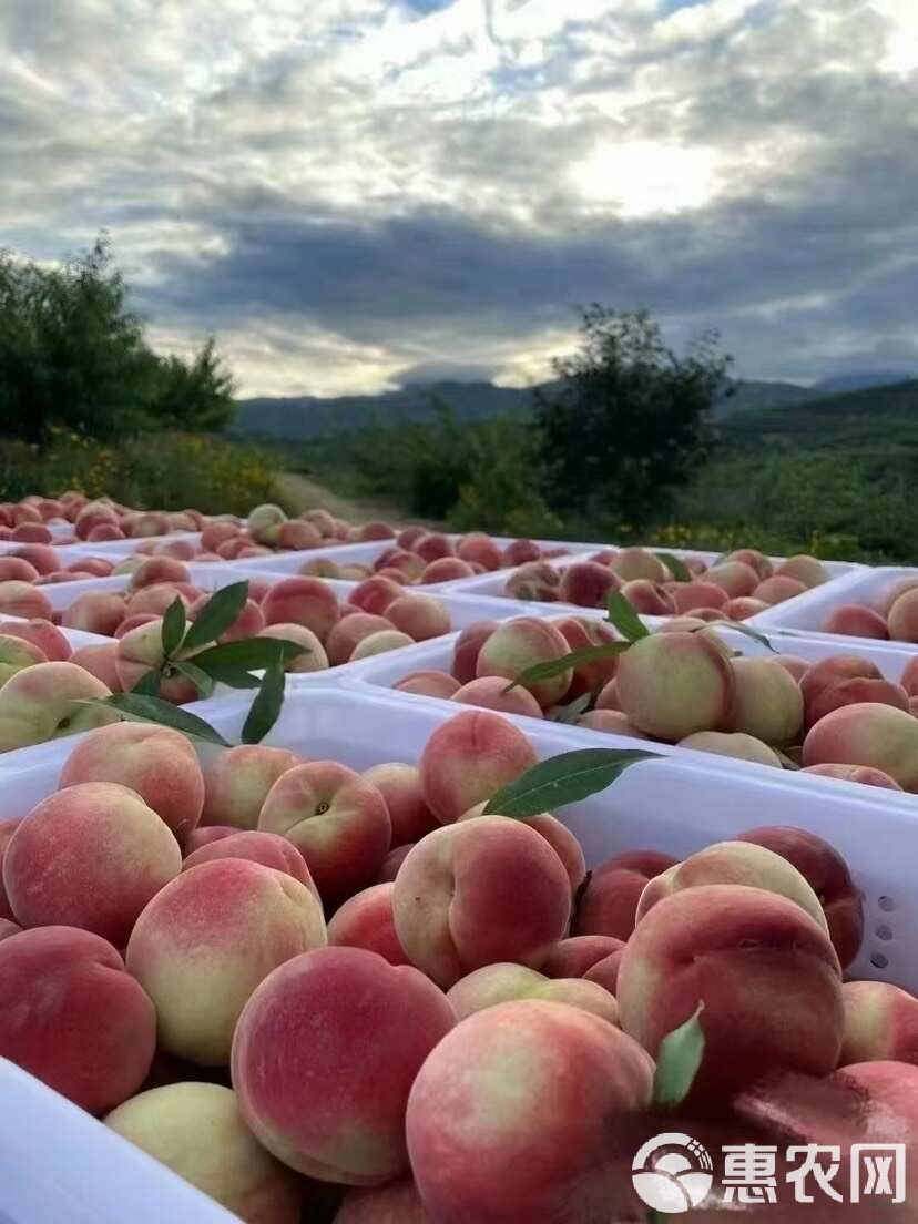 琴柳本子 琴柳本如果你有其他问题