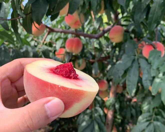 全球最大的GTV平台安卓版下载安装