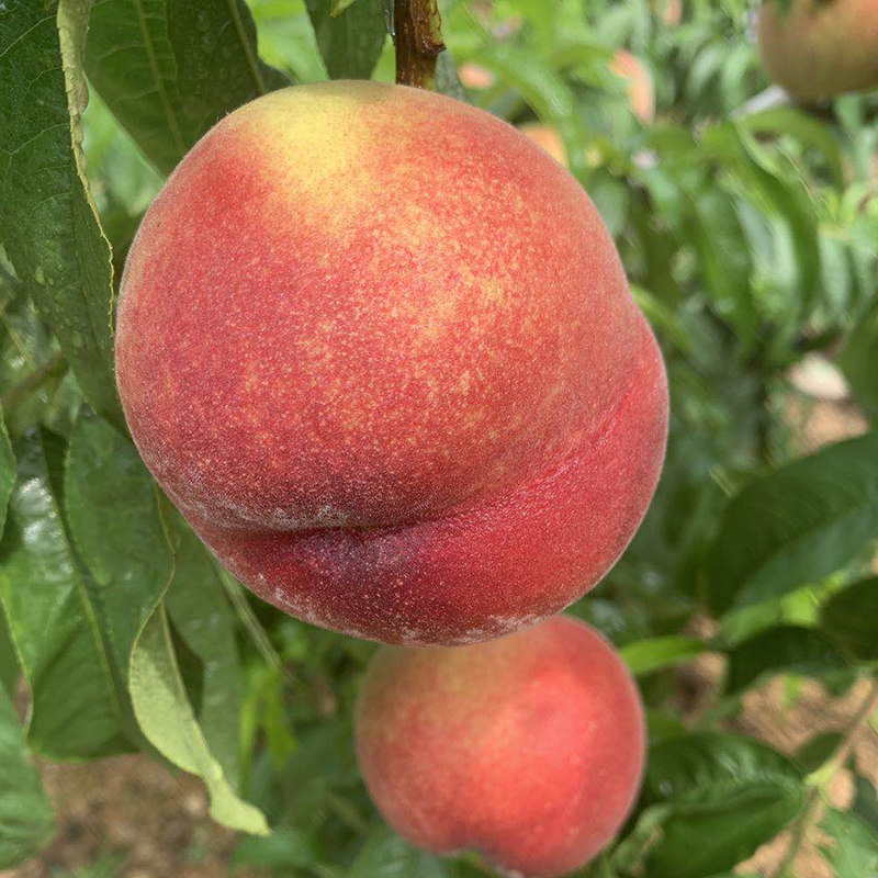 chinese teen baby girl live 国 版 樱 花 视 频 网 +页 版