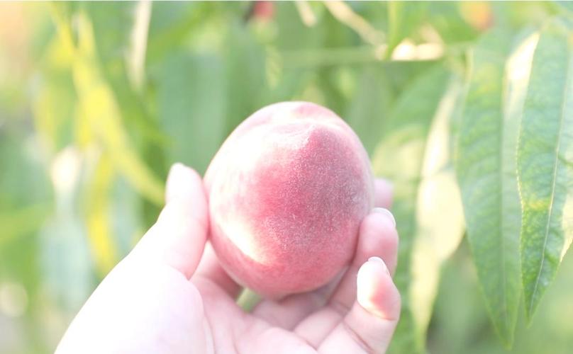 小蓝gtv金币无限