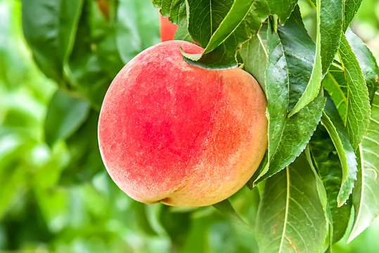 幼幼系列　関西援交千春