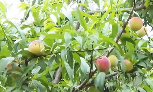 小蓝手机版下载