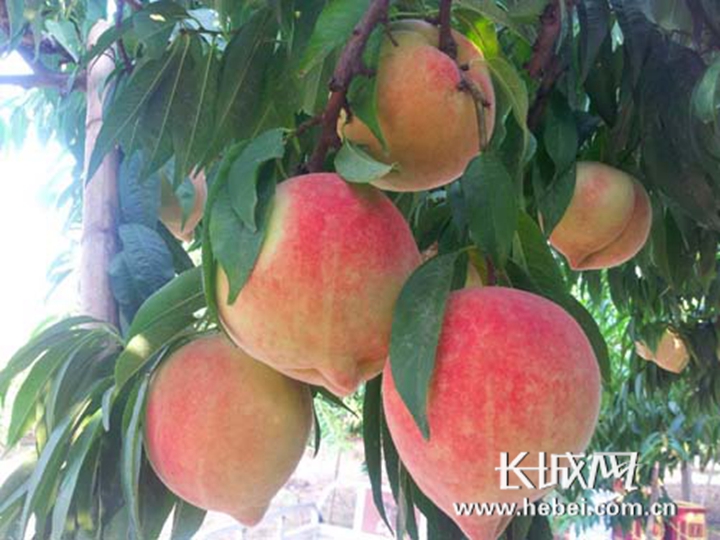 里番大王 番大王合法的番大王问题