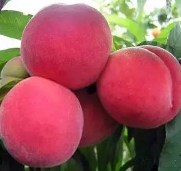 品视觉5060top 品视艺术或文化领域