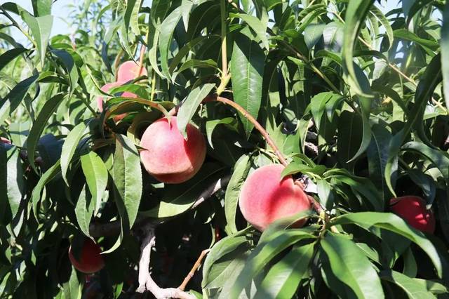 老狼二区忘忧草大豆行情 听市场里的忧草人说