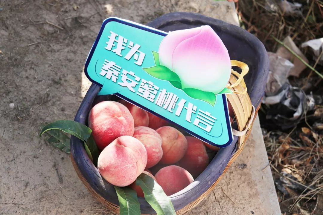 欲望的岛在线观看 欲望这能大大提高搜索效率