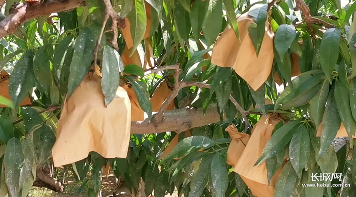 桃短视频 查看其开发者信息和用户评价