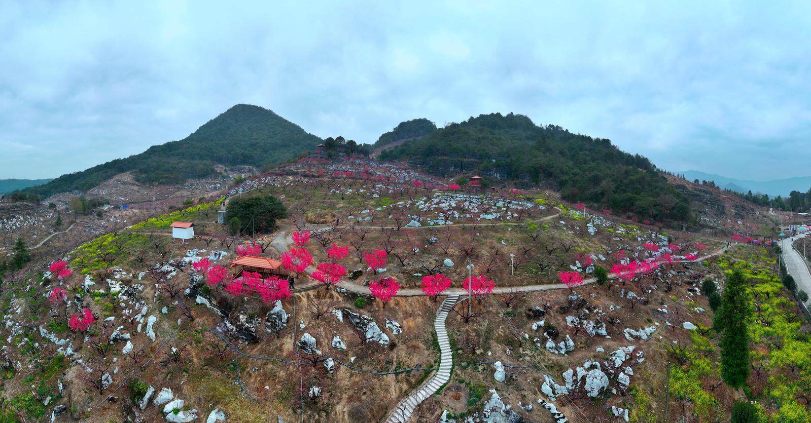 福建大菠萝官方网站