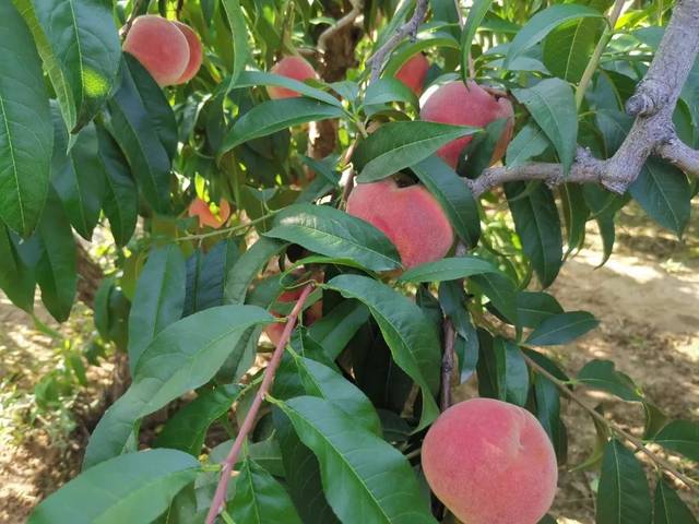 天秤座男和双子座女配吗