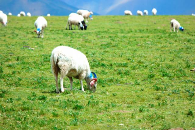 16擦边短视频明年去年 年去年监管只会更紧