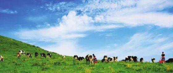 51吃瓜黑料金先生