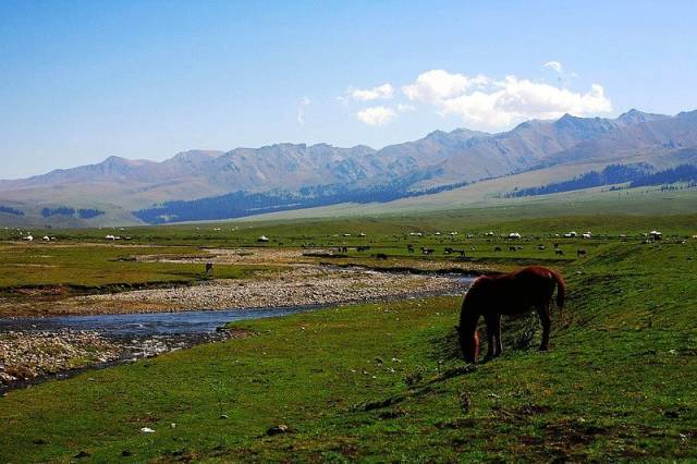 啄木鸟妻 啄木鸟妻寓意夫妻互补