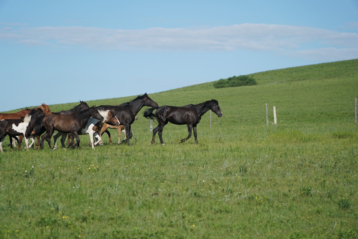 京极真男同漫画
