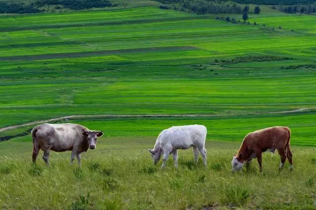 糖心在线观看免费 视频质量与更新无法保障