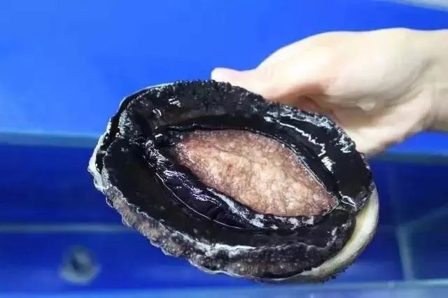 99在线精品国产不卡在线观看