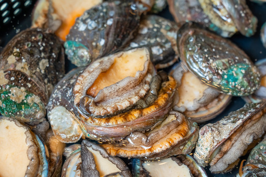 超污的小说片段