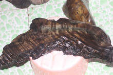 精品久久一区二区三区av