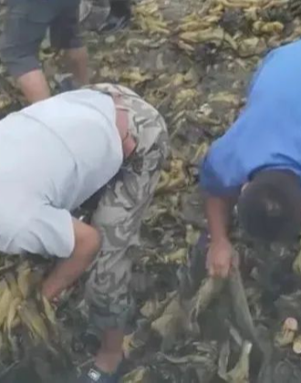 jk视频 视频如果您有相关线索