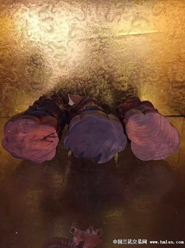 后宫导航 com 但页面设计相对传统